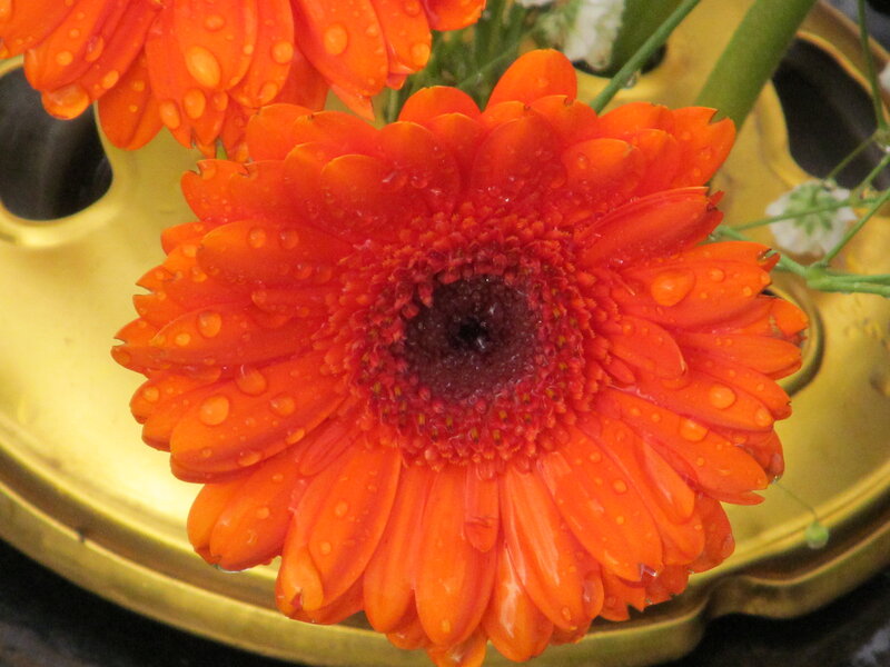 Orange Gerbera Daisy — Fresh