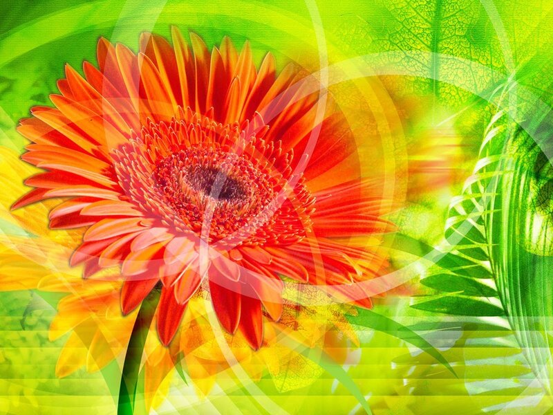 Orange Gerbera Daisy — Green