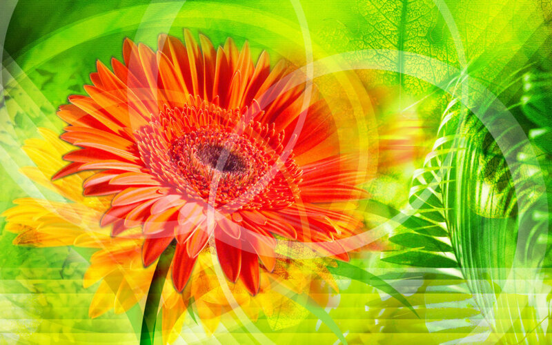 Orange Gerbera Daisy — Green, Vibrant