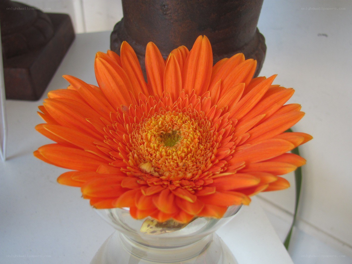 Orange gerbera daisy in a vase