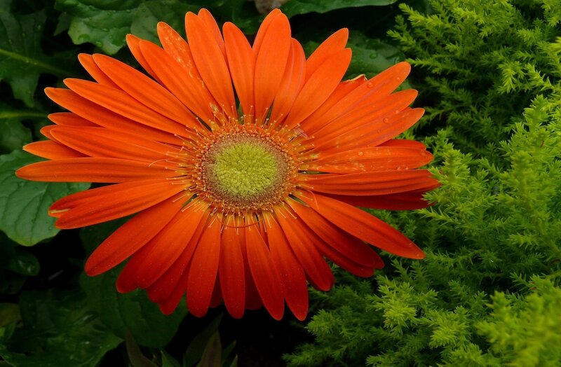 Orange Gerbera Daisy — Natural