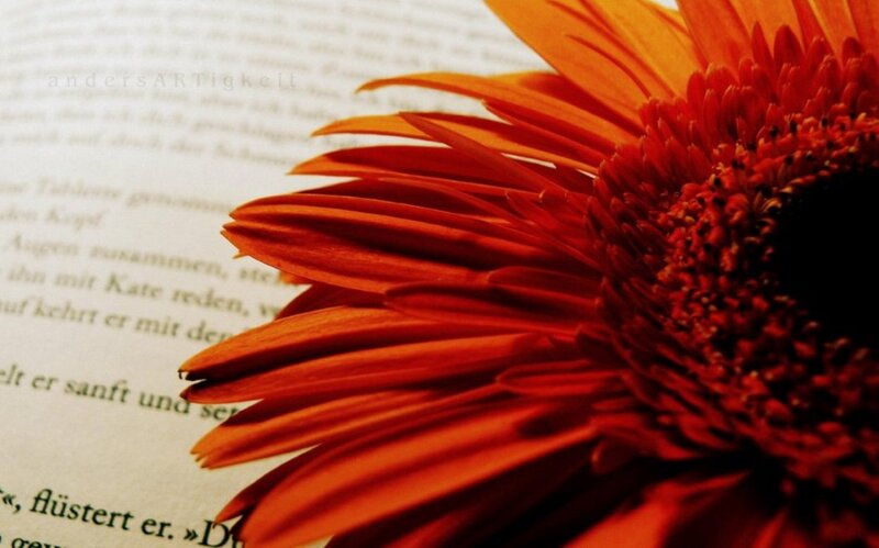 Orange Gerbera Daisy — Red, Calm
