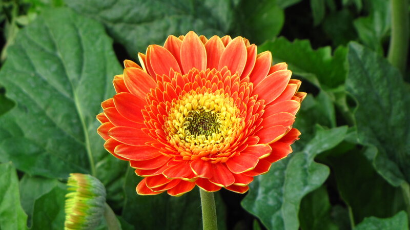 Orange Gerbera Daisy — Red