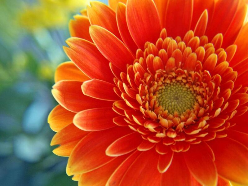 Orange Gerbera Daisy — Red, Vibrant, Afternoon