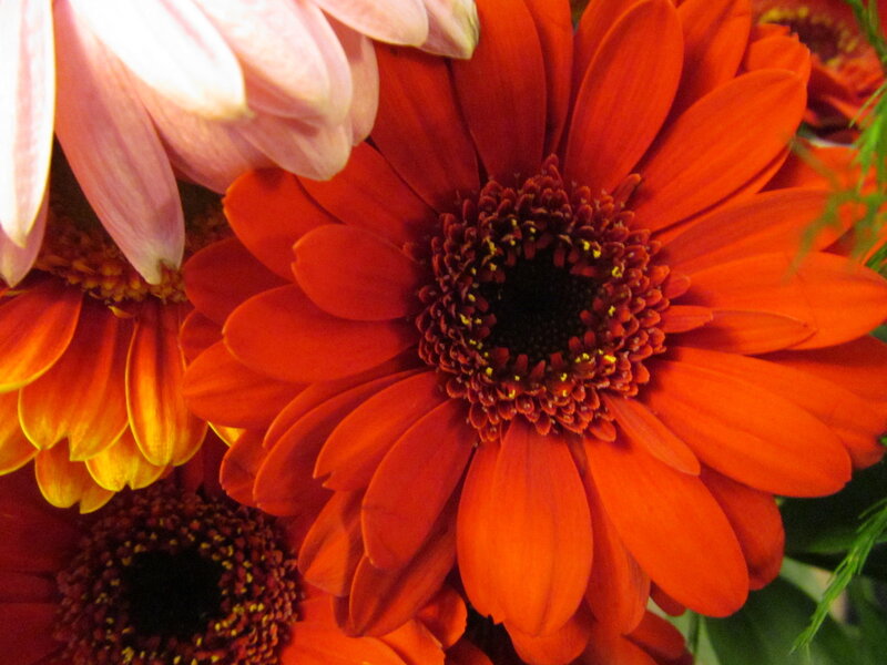 Orange Gerbera Daisy — Red, Vibrant, Photograph