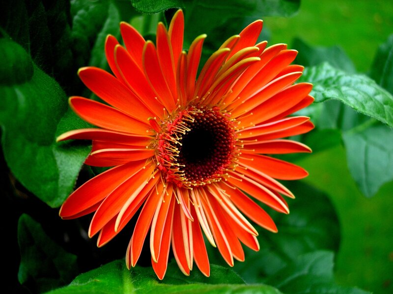 Orange Gerbera Daisy — Red, Vibrant