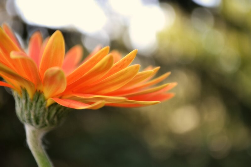 Orange Gerbera Daisy — Serene, Afternoon