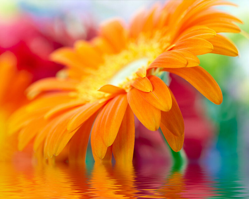 Orange Gerbera Daisy — Serene, Photograph, Flower