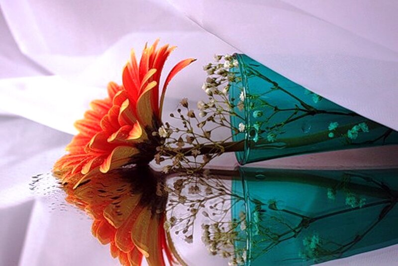 Orange Gerbera Daisy — Serene, Photograph