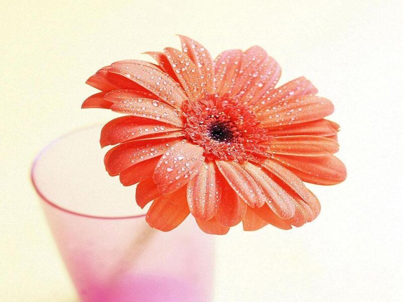 Orange Gerbera Daisy — Serene