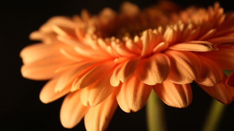 Orange Gerbera Daisy — Stem