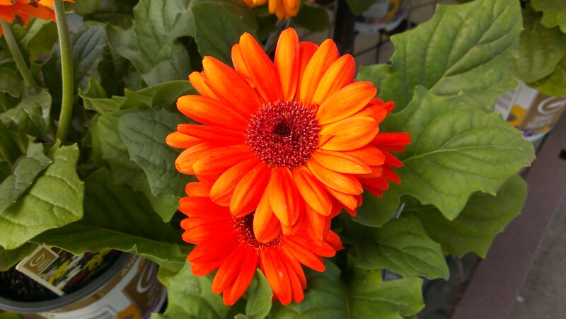Orange Gerbera Daisy — Vibrant, Afternoon, Photograph, Green Leaves