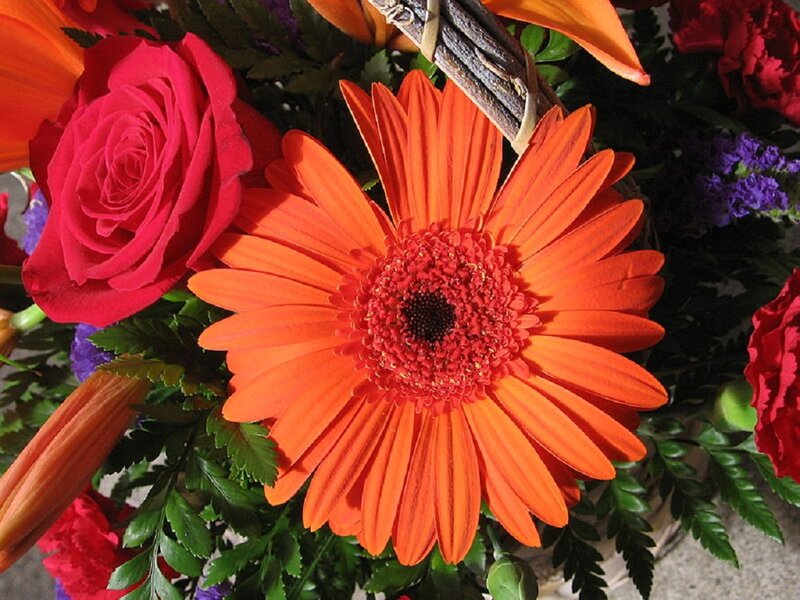 Orange Gerbera Daisy — Vibrant, Afternoon, Photograph
