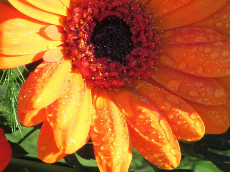 Orange Gerbera Daisy — Vibrant, Afternoon