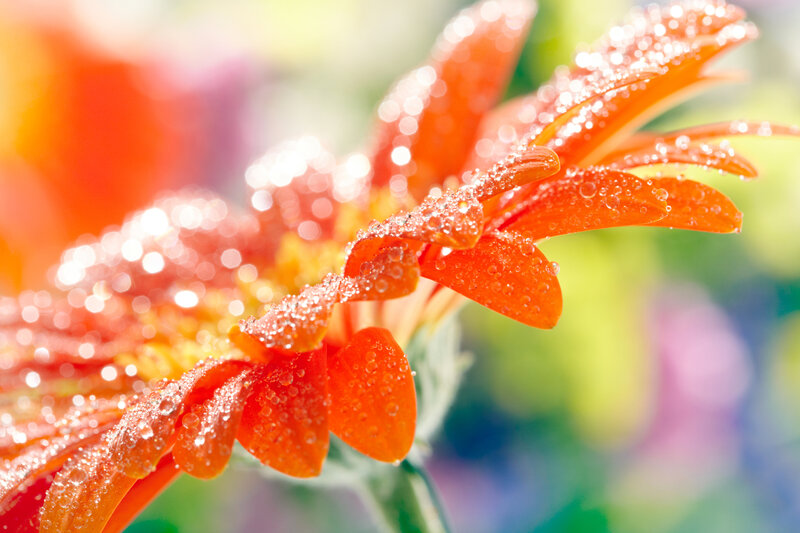 Orange Gerbera Daisy — Vibrant, Morning, Photograph