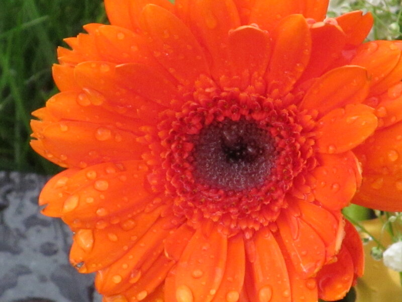 Orange Gerbera Daisy — Vibrant, Morning