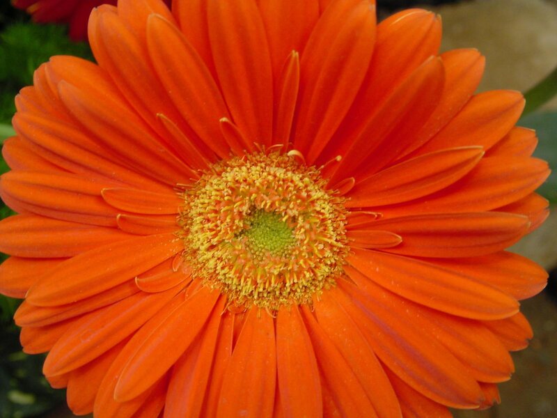 Orange Gerbera Daisy — Vibrant, Photograph, Flower, Petals, Center