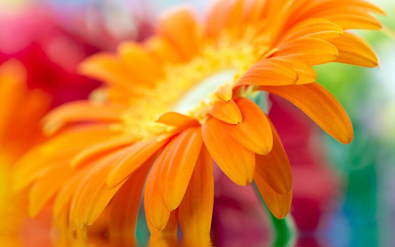 Orange Gerbera Daisy — Vibrant, Photograph, Flower