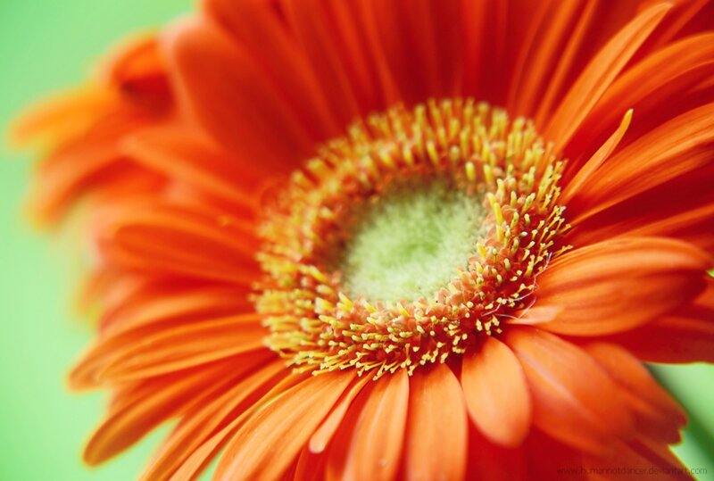 Orange Gerbera Daisy — Vibrant, Photograph, Green Background