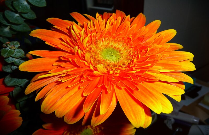 Orange Gerbera Daisy — Vibrant, Photograph, Green Leaves