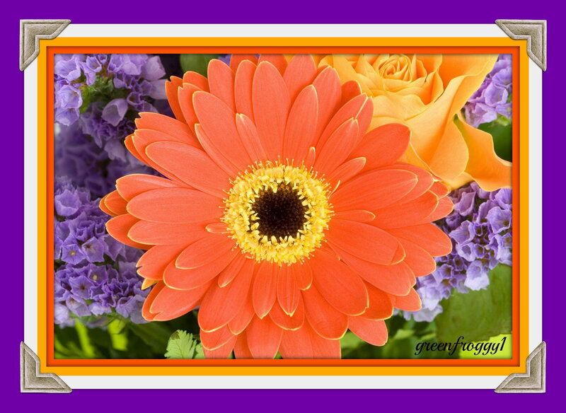 Orange Gerbera Daisy — Vibrant, Photograph, Purple Flowers