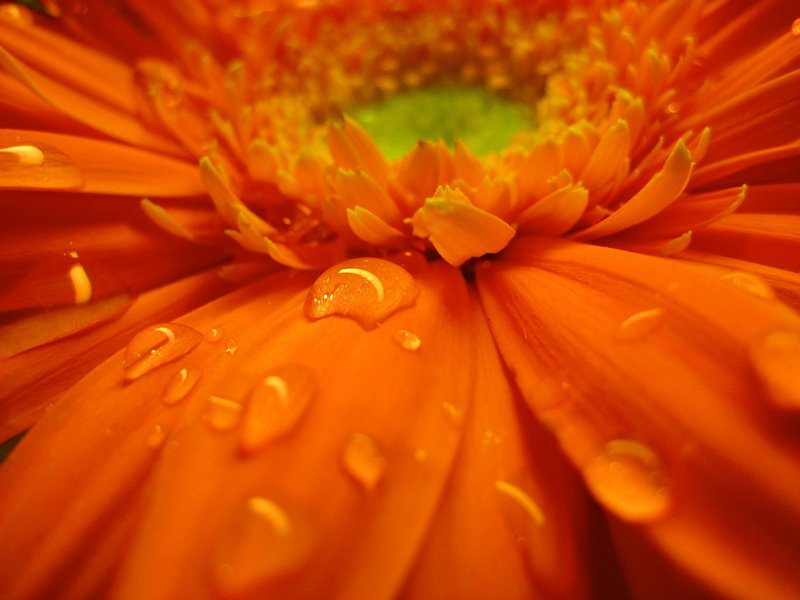 Orange Gerbera Daisy — Vibrant, Photograph