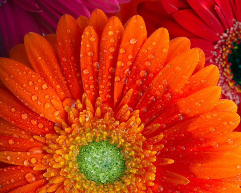 Orange Gerbera Daisy — Vibrant, Photograph, Water Droplets