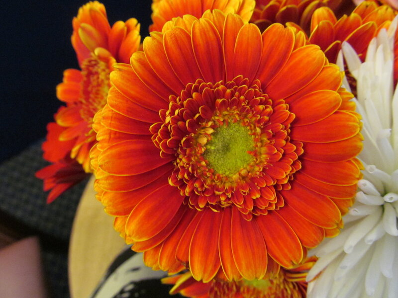 Orange Gerbera Daisy — Vibrant, Photograph, White Flower