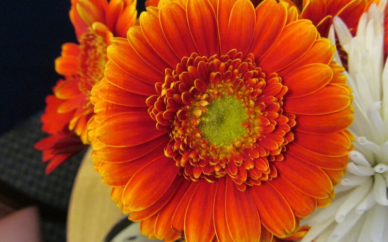 Orange Gerbera Daisy — Vibrant, Photograph, White Flower, Vase