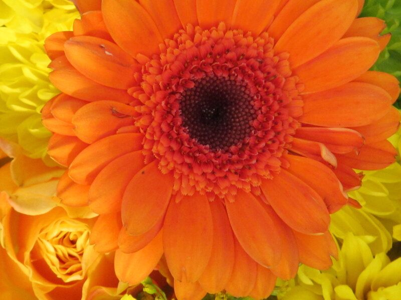 Orange Gerbera Daisy — Vibrant, Photograph, Yellow Flowers