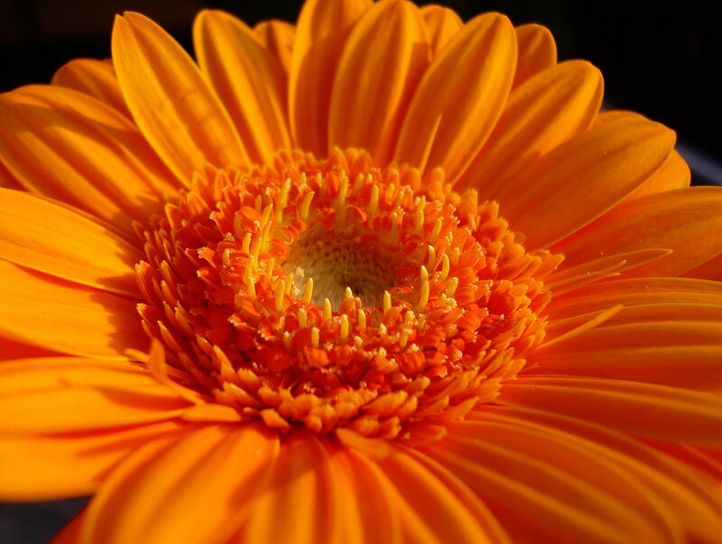 Orange Gerbera Daisy — Vibrant, Sunset