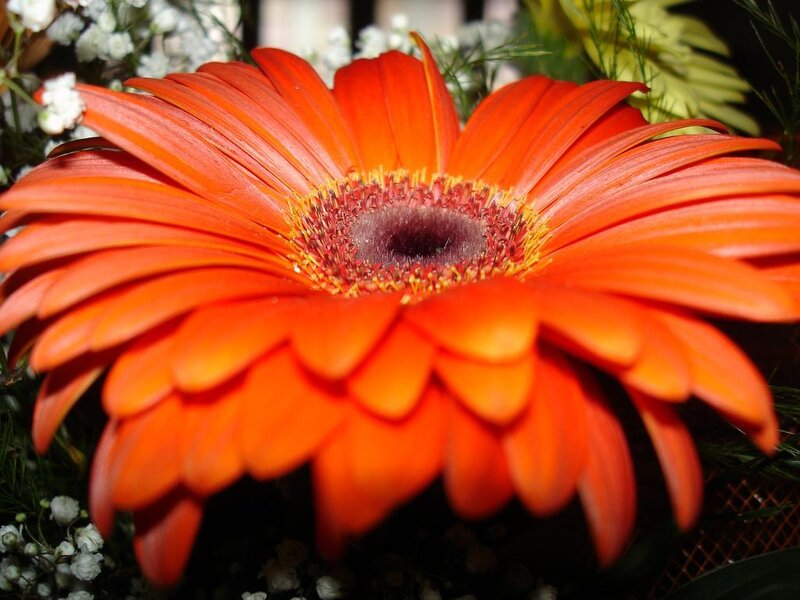 Orange Gerbera Daisy — Vibrant