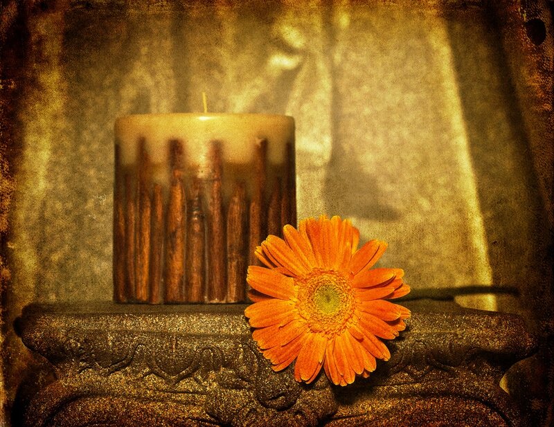 Orange Gerbera Daisy — Warm