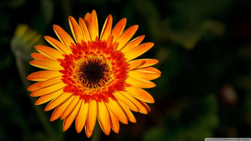 Orange Gerbera Daisy — Yellow, Dramatic, Afternoon