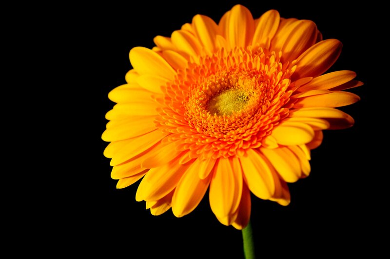 Orange Gerbera Daisy — Yellow, Dramatic, Photograph
