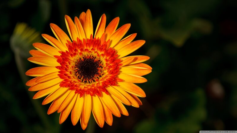 Orange Gerbera Daisy — Yellow, Dramatic
