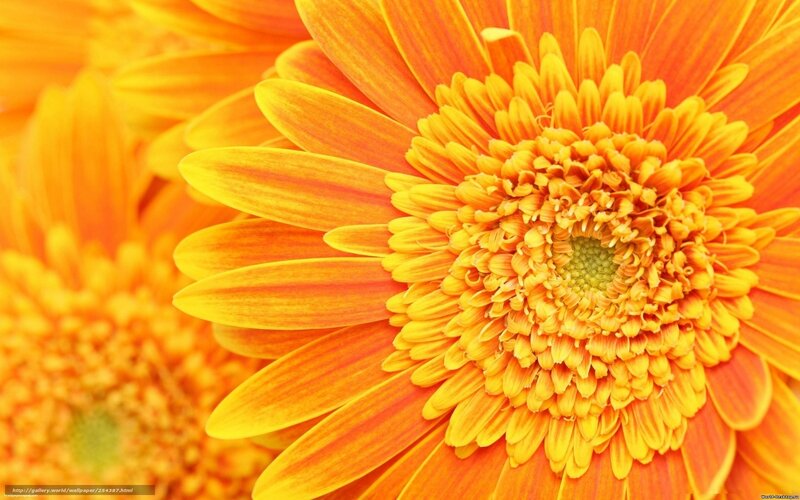 Orange Gerbera Daisy — Yellow, Vibrant, Photograph