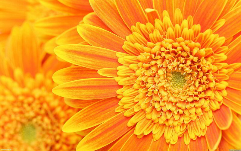 Orange Gerbera Daisy — Yellow, Vibrant