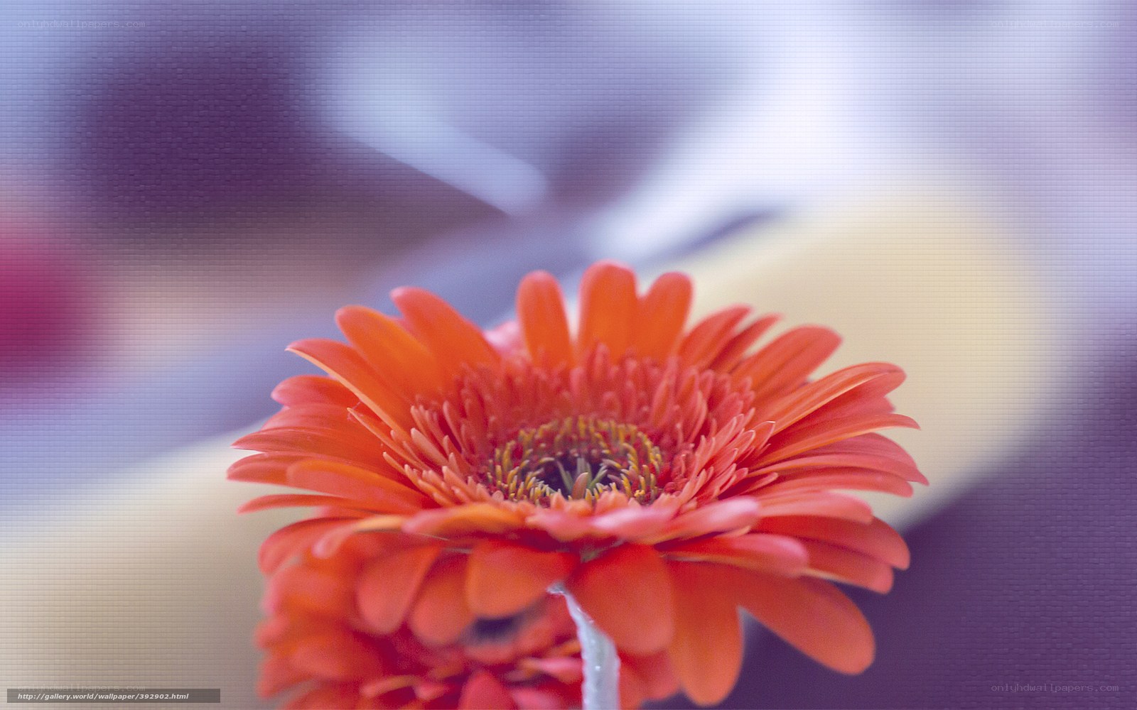 Orange Gerbera Flower