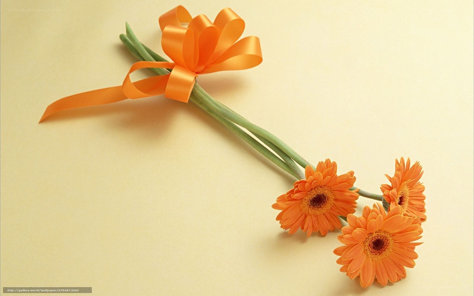 Orange gerbera flowers with ribbon