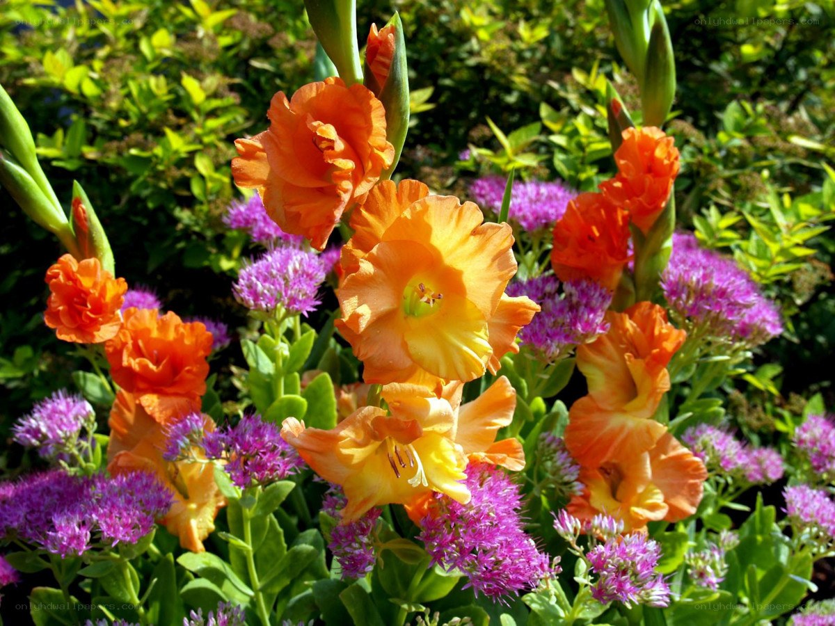 Orange gladiolus and purple flowers