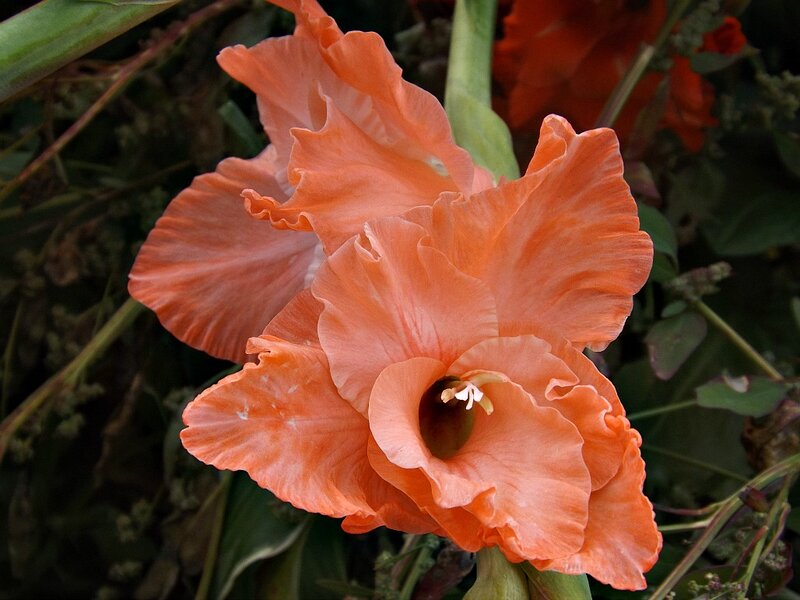 Orange Gladiolus Flower — Natural