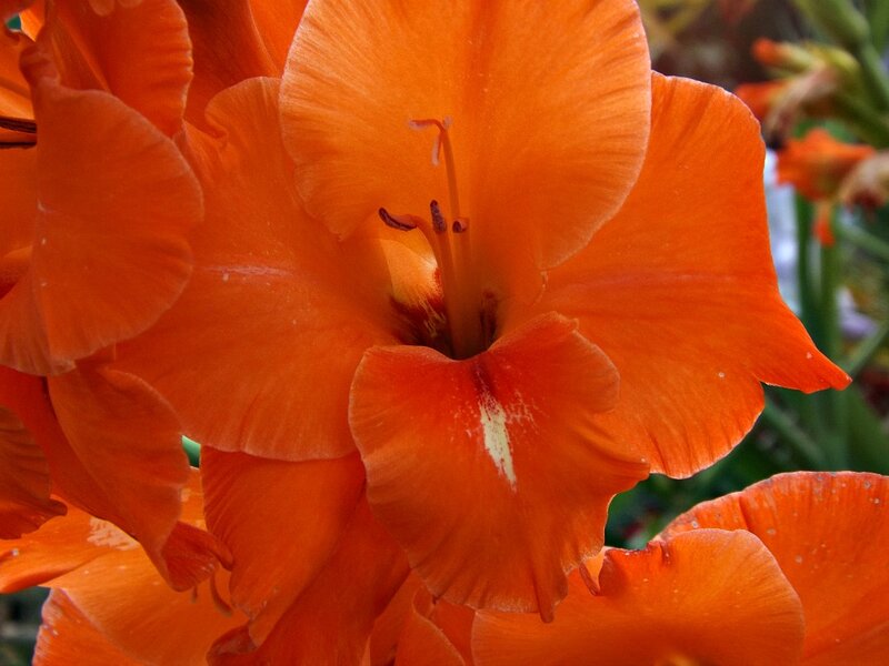 Orange Gladiolus Flower