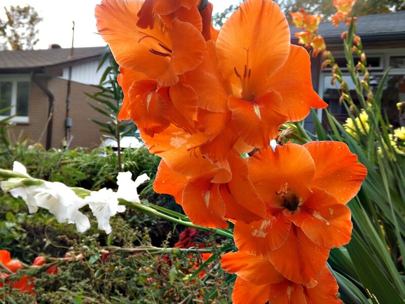 Orange Gladiolus Flowers — Calm, Afternoon