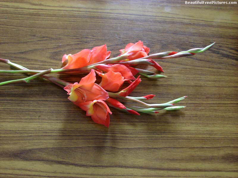 Orange Gladiolus Flowers — Calm