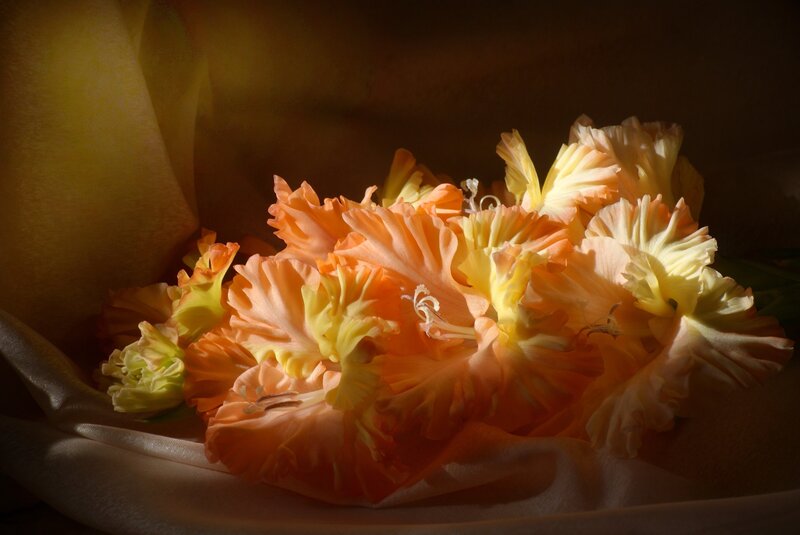 Orange Gladiolus Flowers — Dramatic, Photograph