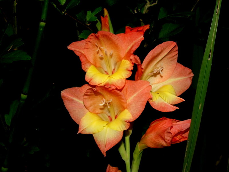Orange Gladiolus Flowers — Dramatic