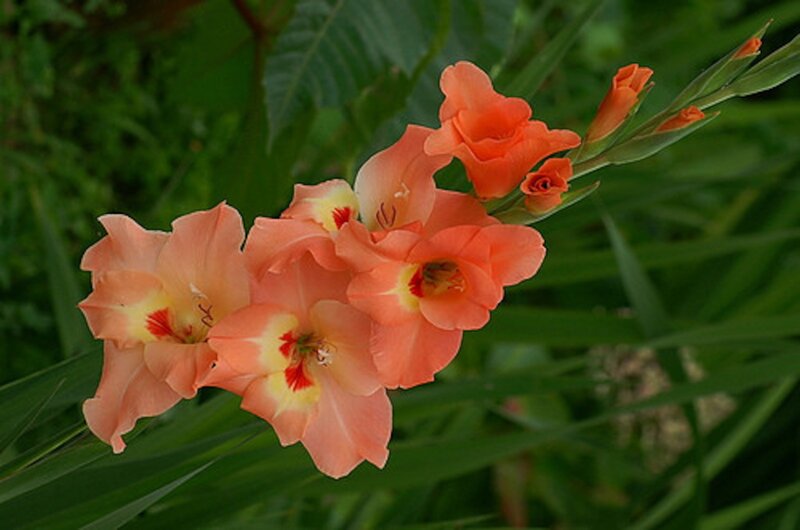 Orange Gladiolus Flowers — Serene, Afternoon