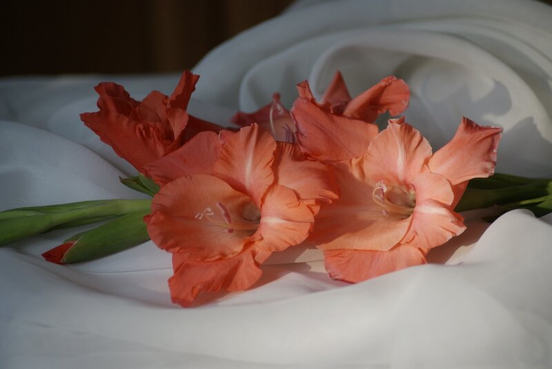 Orange Gladiolus Flowers — Serene