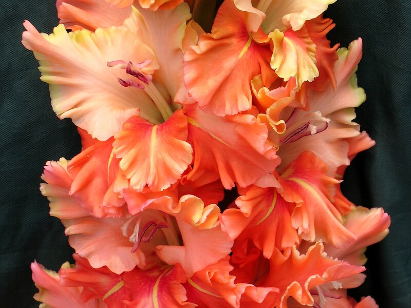 Orange Gladiolus Flowers — Vibrant